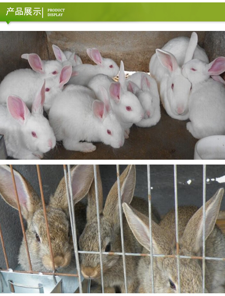 比利时兔批发大型肉兔子活体厂家直供兔苗幼崽出售送养殖技术