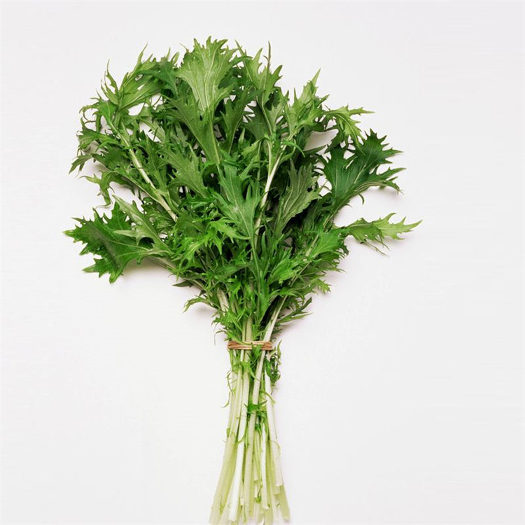 散装用艾草种子食用草艾绒香艾草四季种野艾草艾蒿艾叶种子批发