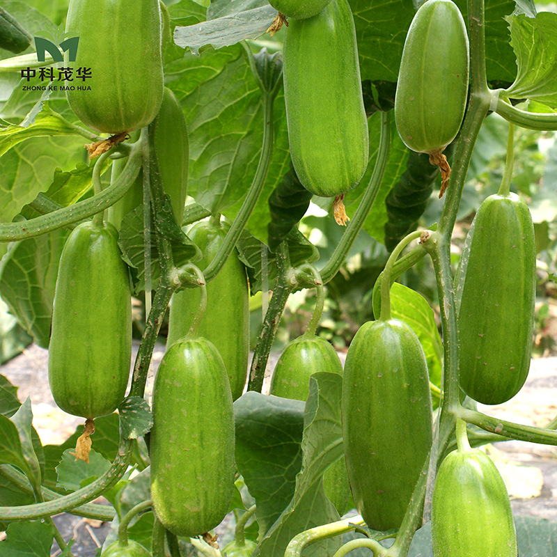 中科茂华水果蔬菜种子八棱脆菜瓜种子甜瓜种早熟菜瓜种籽