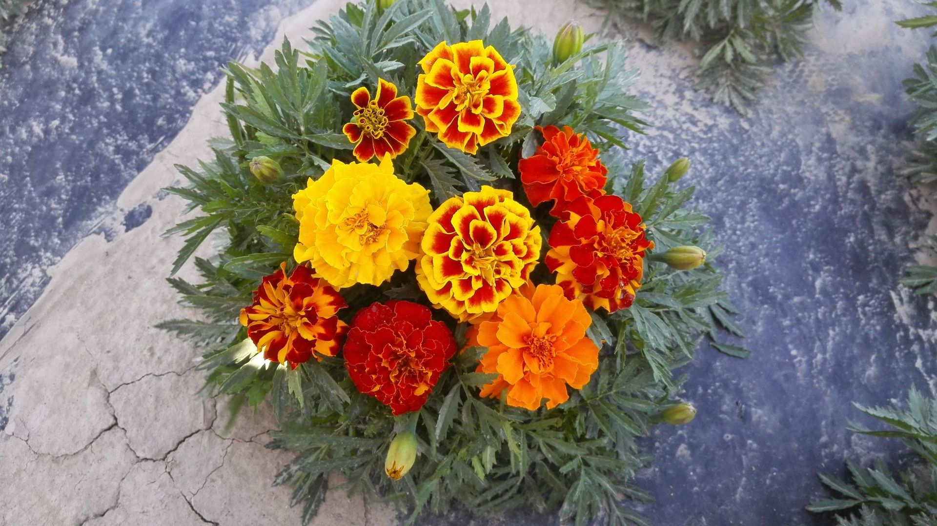 厂家直销草本花卉孔雀草观赏花卉绿化阳台品种齐全量大优惠