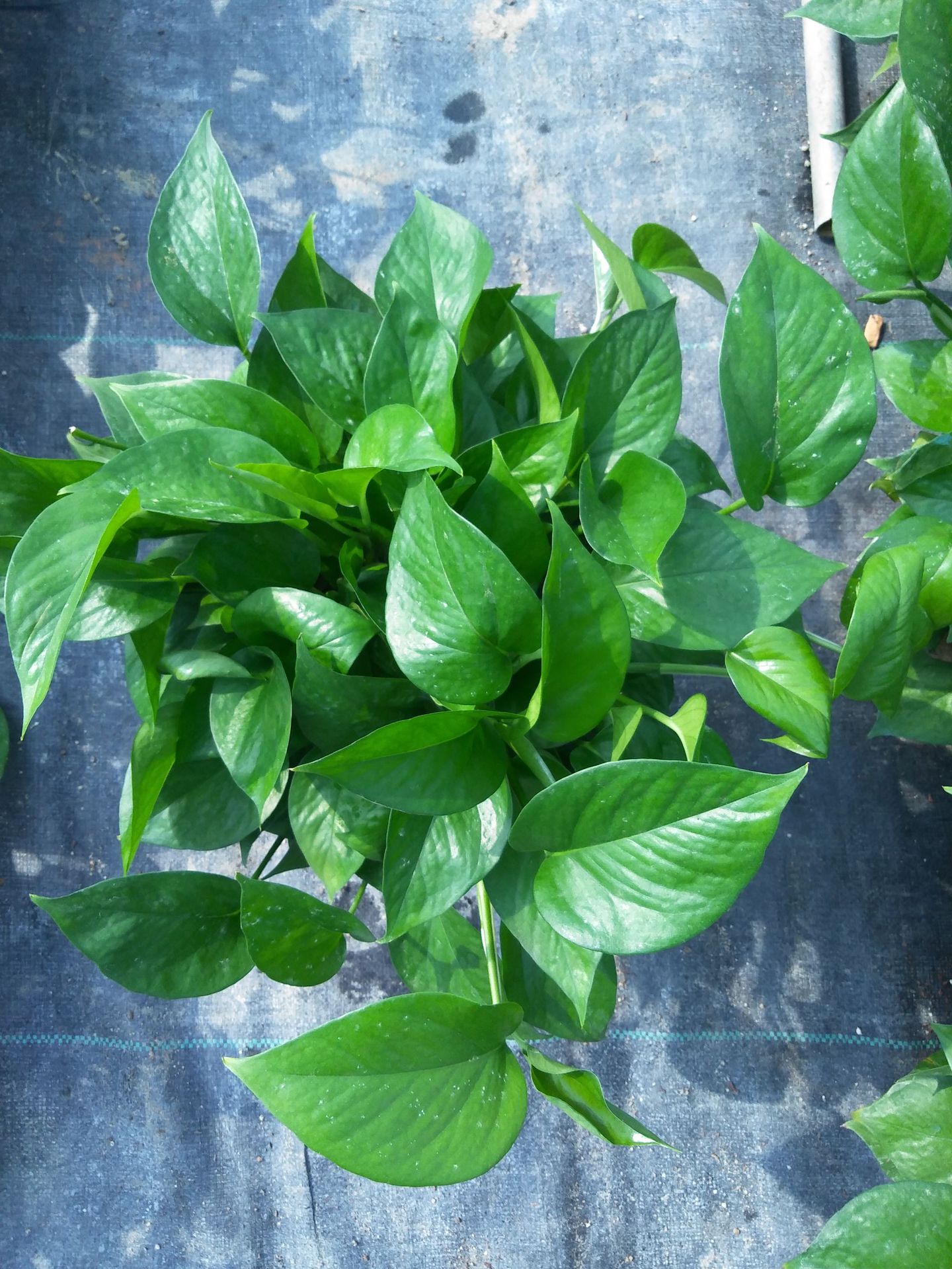 俊友优质透气吸水耐用高脚红盆大叶绿萝种植基地面向全国批发吊兰