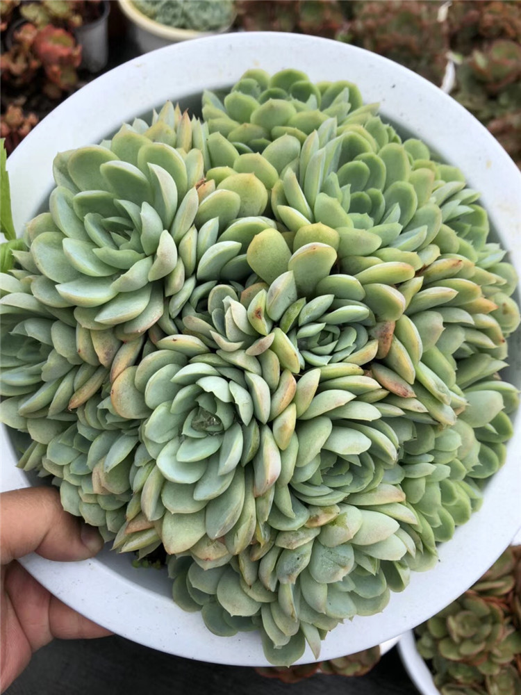 0181多肉植物盆栽大棚直销 小叶冰梅大群盆26cm品相实拍多肉品种