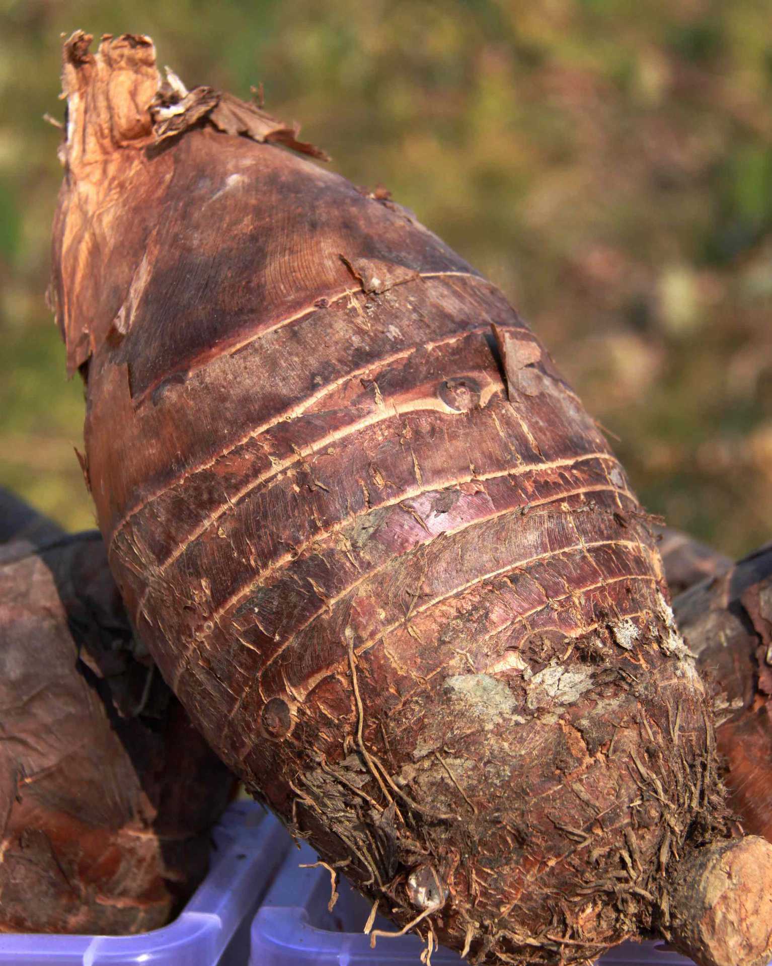 精选大香芋 广西荔浦芋头 芋头 新鲜蔬菜 优选一级品 批发