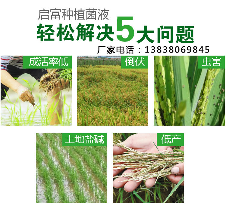 水稻种植益生菌防病原理