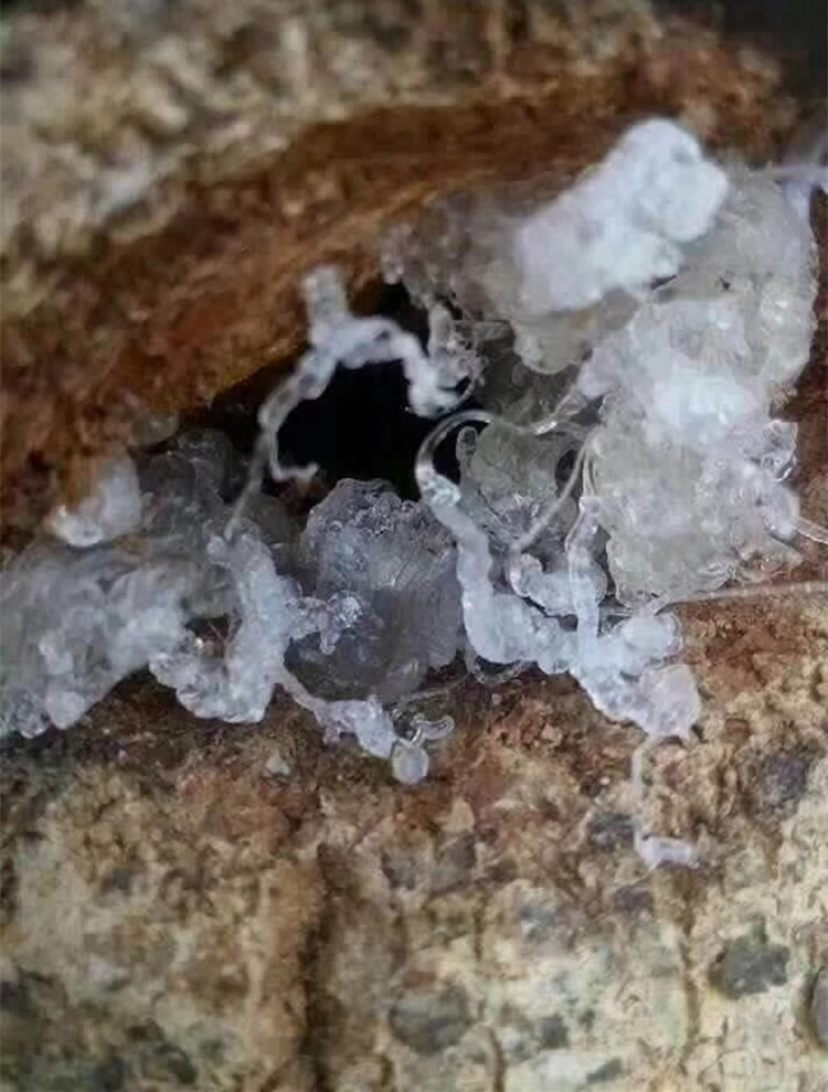 2020年新货拉丝雪燕批发 缅甸天然野生雪燕aaa货一手货源批发