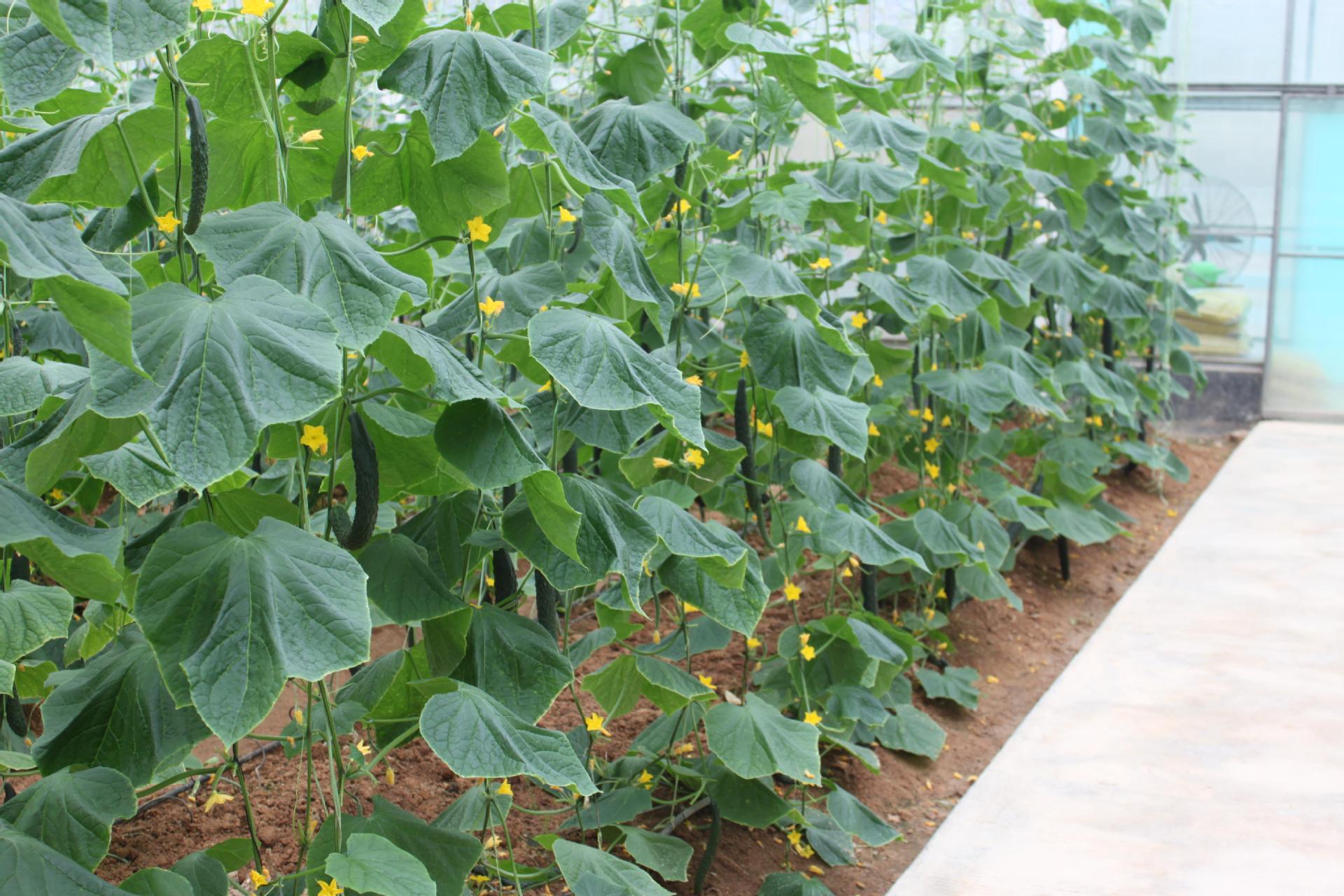 厂家批发蔬菜种子 博耐3号黄瓜种子20克 菜地种植瓜果蔬菜种子