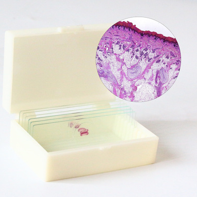 厂家直销生物玻片标本典型教学用观察结构清晰环层小体 生物切片