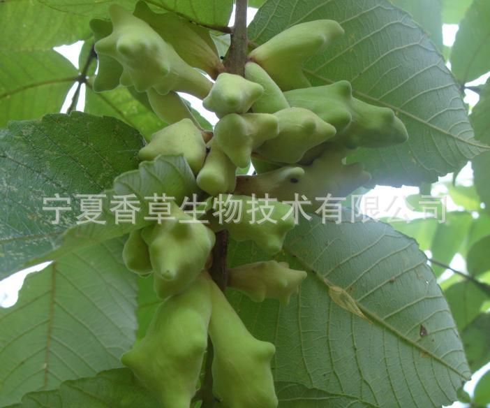 单宁酸百分之93鞣酸源头五倍子提取物五倍子浸膏粉