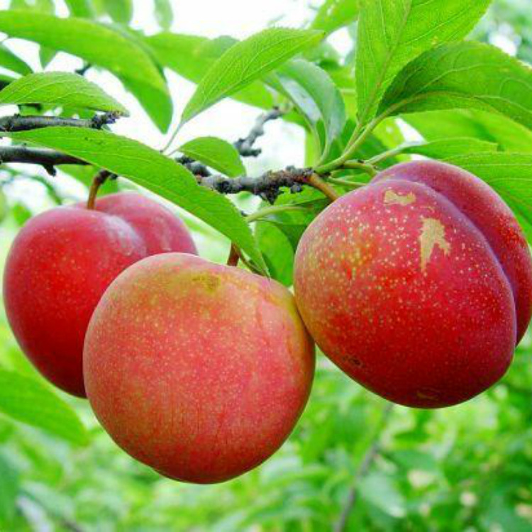 湖南果苗基地 实力商家直销 李子树苗 红李 秋姬李 色艳果大