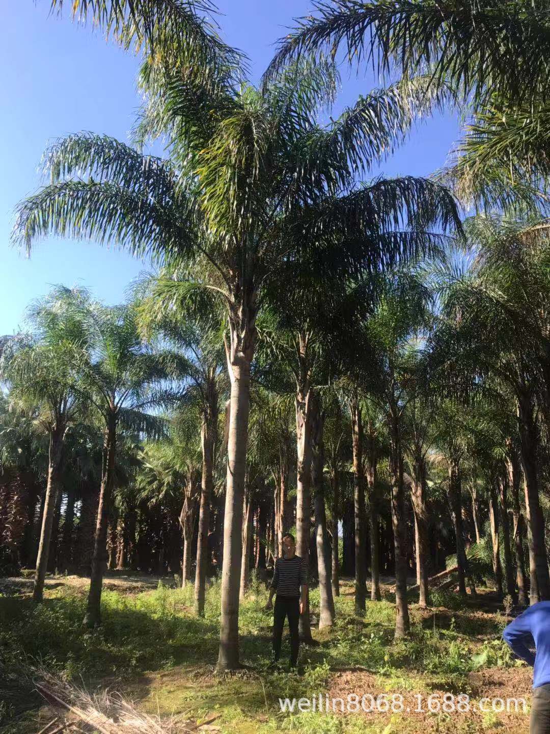 千亩皇后葵(金山葵)基地批发 皇后葵(金山葵)农户基地直销