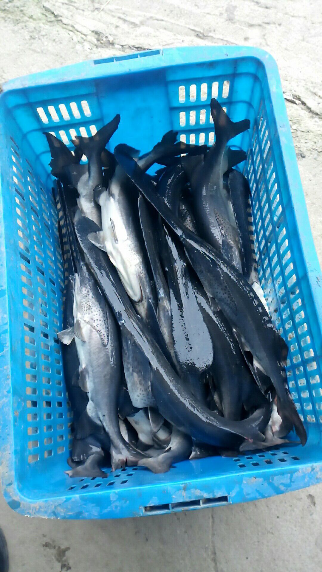 批发长嘴巴 鸭嘴鱼 鲜活 鸭嘴鱼苗 价格优惠-阿里巴巴