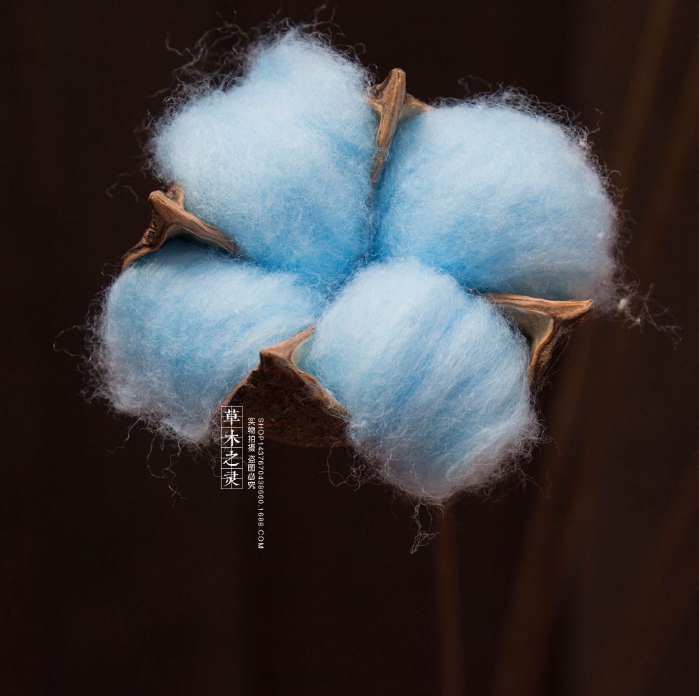 棉花干花彩色ins自然风格店面家居装饰单支植物手工工艺品