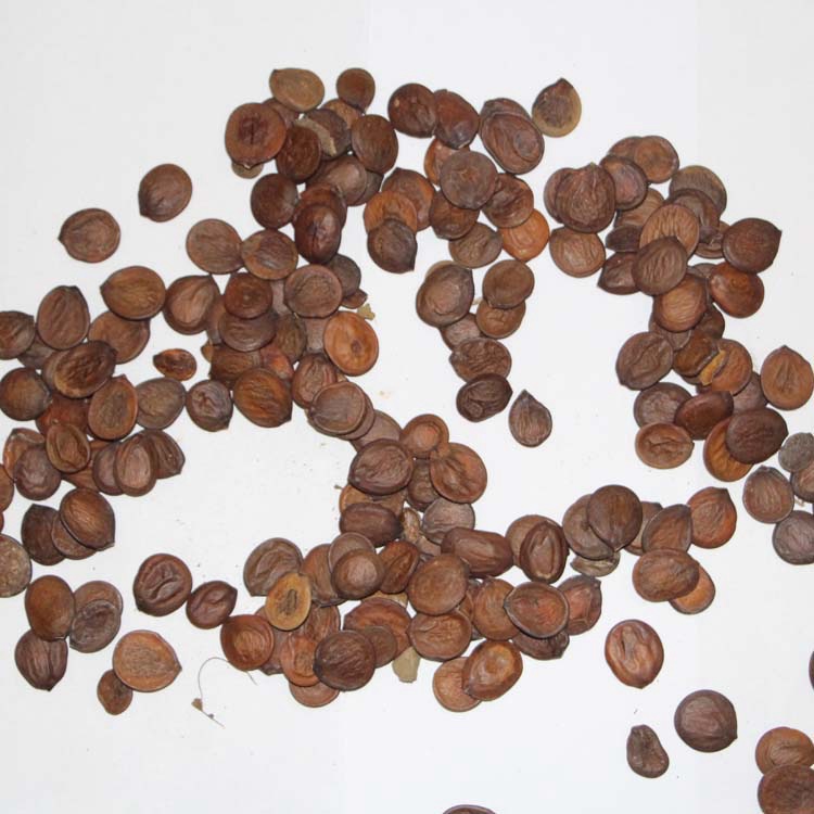 批发新采树种子羊蹄甲种子 红花洋蹄甲 大花紫荆种子 洋紫荆种子