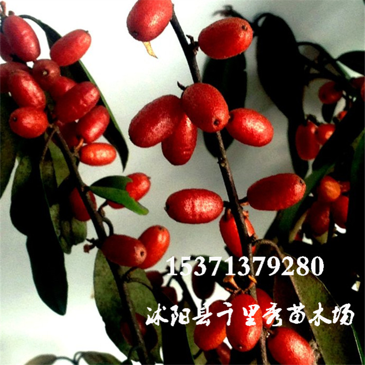 批发优质药材种子牛奶子种子剪子果甜枣麦粒子种子质优价低