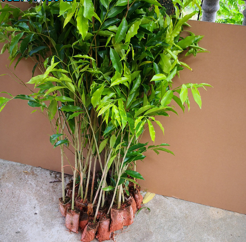 奇楠沉香苗红木树苗金丝楠木树苗小叶紫檀树苗树苗红木