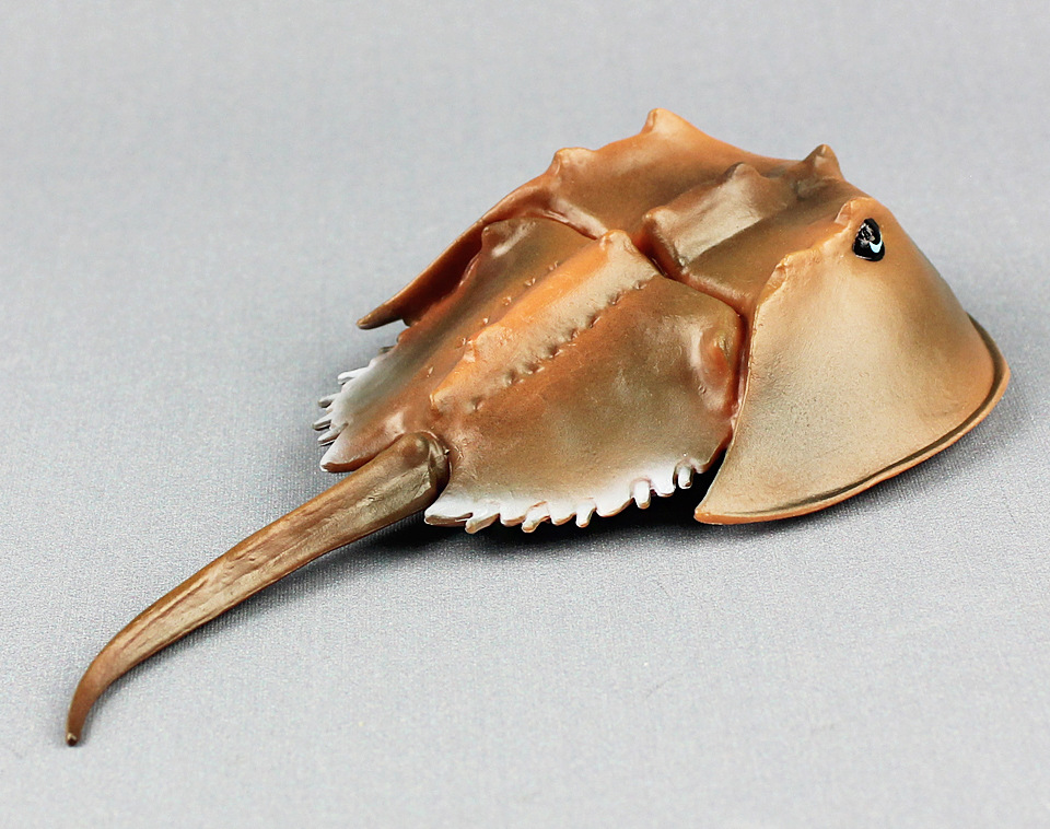 新款鲎仿真海洋生物海洋动物模型塑料海底动物儿童地摊玩具认知