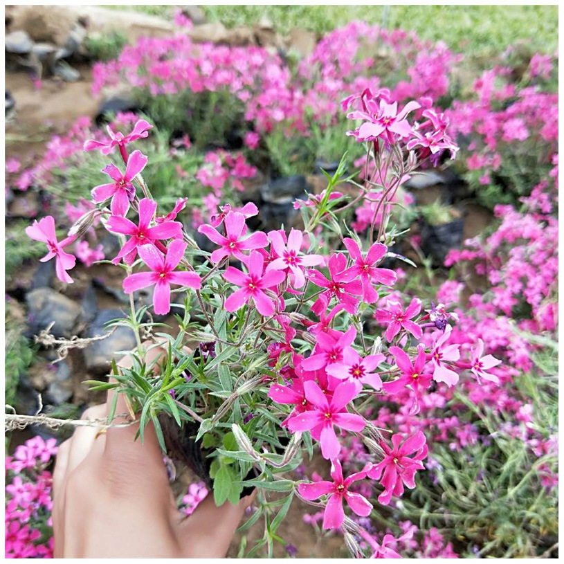 批发地被植物福禄考花草 花海花卉景观绿化苗木 基地批发福禄考