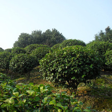 亮毅 庭院观赏树精品茶花球 湖南茶花球价格 量大价优 货源充足