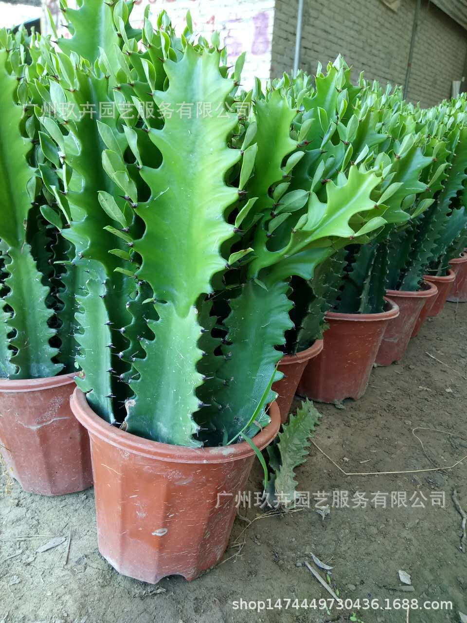 青龙骨230# 观叶植物 观叶小盆栽 基地直销