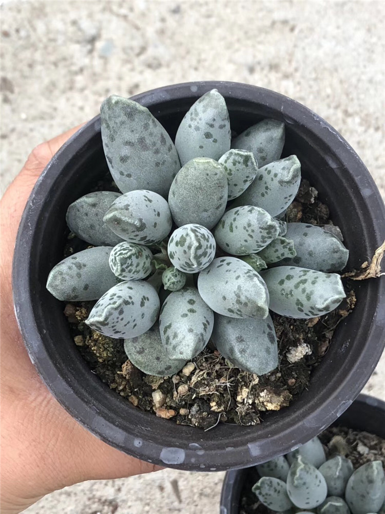 094山东多肉组合植物大棚批发 海豹母本老桩多肉品种 裸根发特价