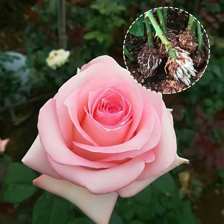 斗南鲜花基地批发 粉佳人观赏玫瑰种苗 不足一年生月季小苗 直供