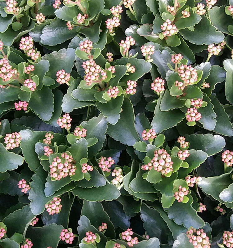广州基地直销 长寿花 圆叶玫瑰红 多肉类 室内植物 花卉盆栽