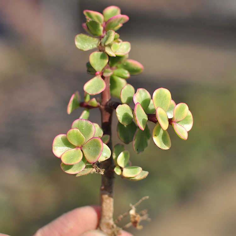 雅乐之舞 粉色马齿苋 多肉植物 新手萌肉组合盆栽 迷你小绿植