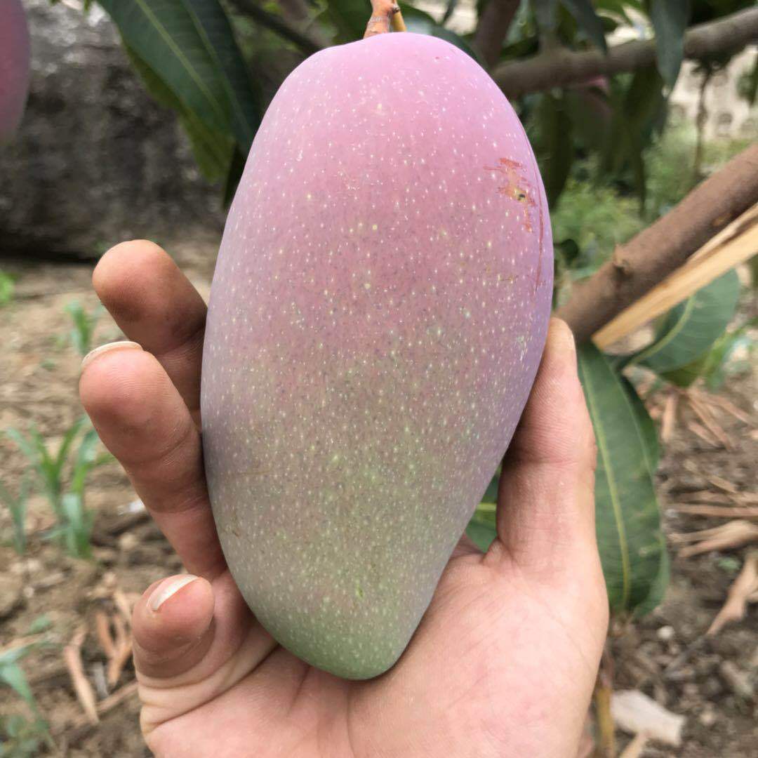 【大贵妃芒果】贵妃芒最后一片园子,可以坚持2个星期,且吃且珍