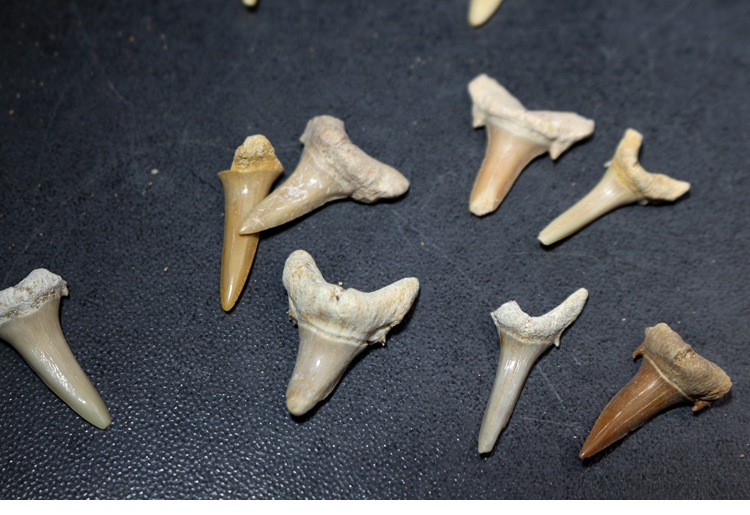 摩洛哥鲨鱼牙齿化石耳齿鲨乌鸦鲨锥齿鲨鱼牙齿化石科普标本
