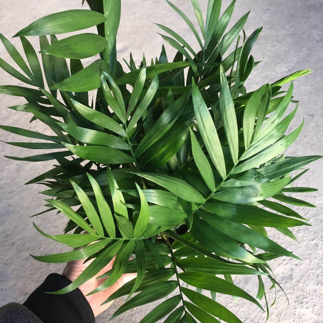 长布袖珍椰子 批发袖珍椰子花卉办公室办公桌面小盆栽 密好的椰子