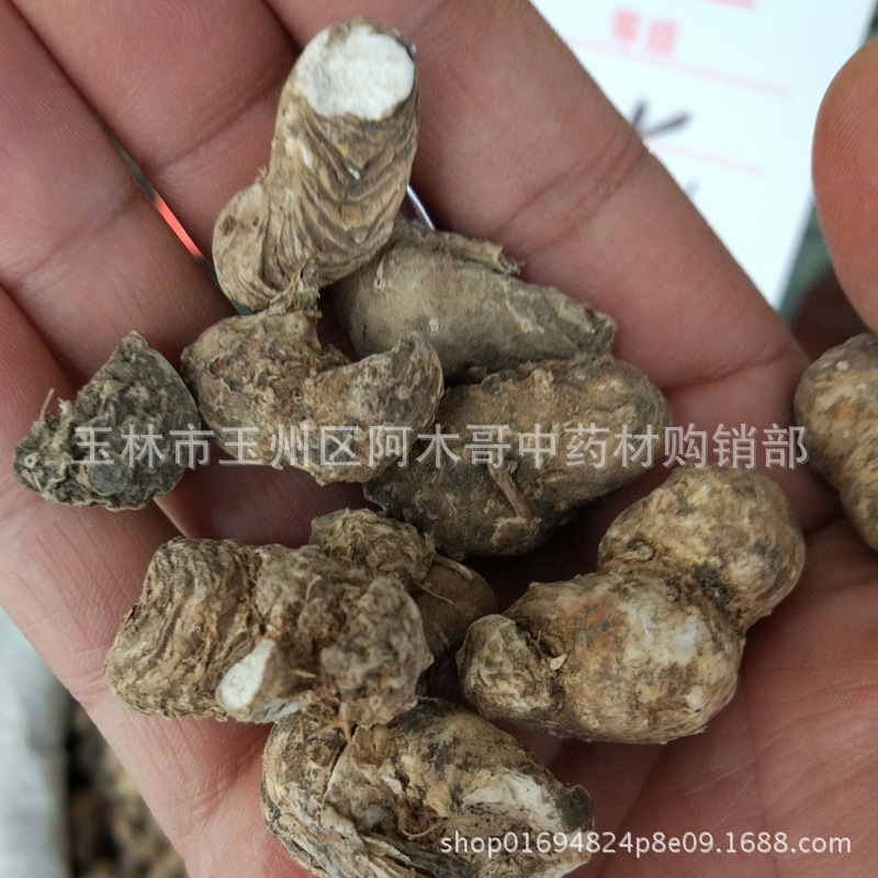 水田七 粉质 水狗仔 水虾公 正品野生 黑冬叶屈头鸡白肉粉质