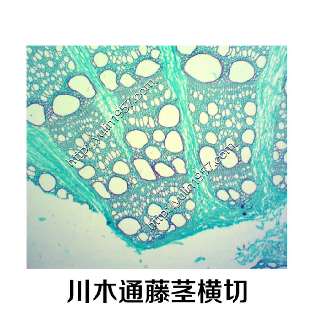 厂家批发教学切片  植物切片标本 生物玻片川木通藤茎横切