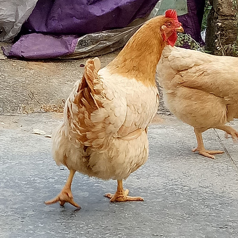 广西玉林脱温三黄鸡项本地土母鸡 三黄鸡 走地散鸡肉鸡 初生鸡鸡