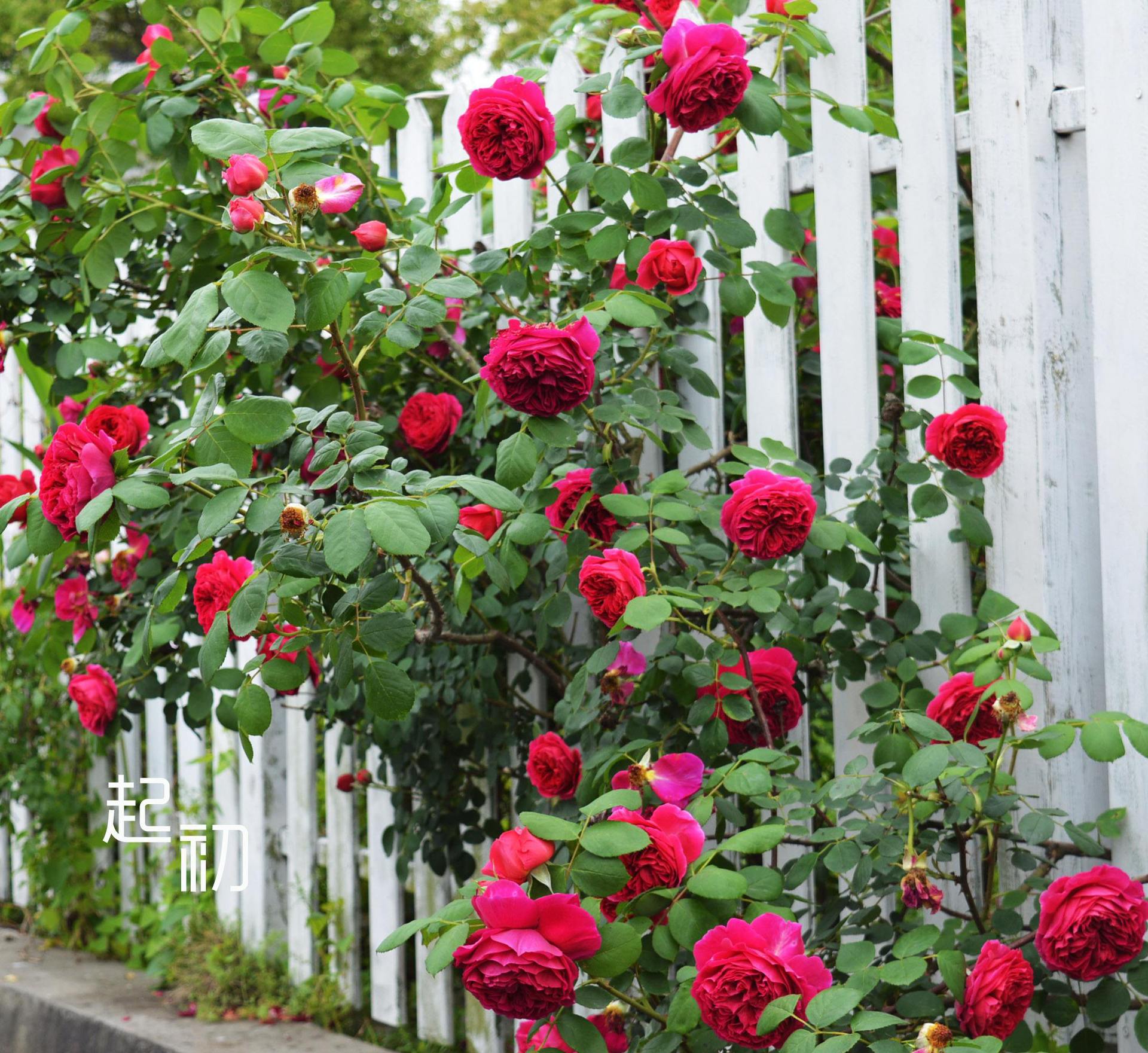 藤本月季蔷薇花苗大花浓香庭院爬藤植物花卉盆栽阳台四季开花玫瑰