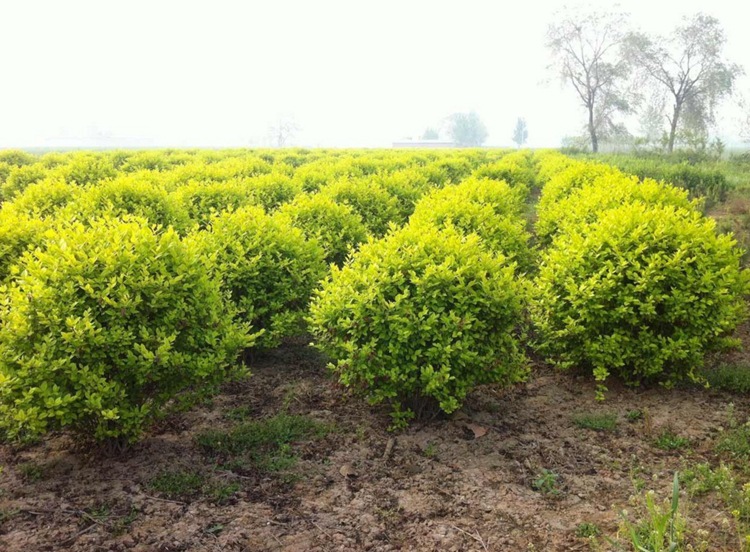 水蜡种子 金叶水蜡 青叶水蜡 小叶水蜡 辽东水蜡树种子 四季常青