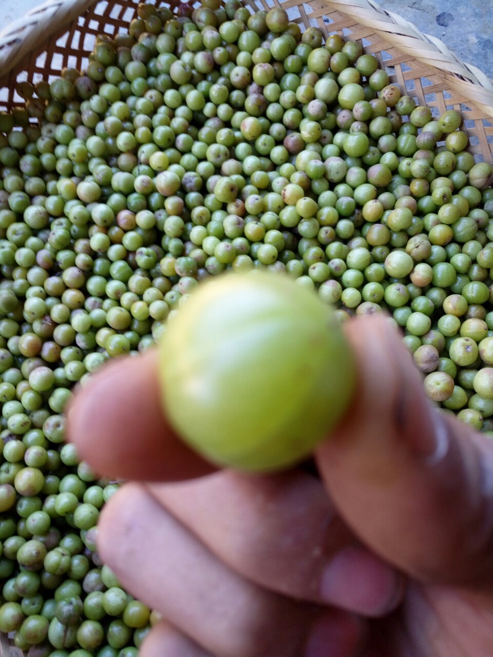 云南橄榄