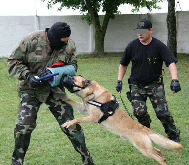 警犬狗训练