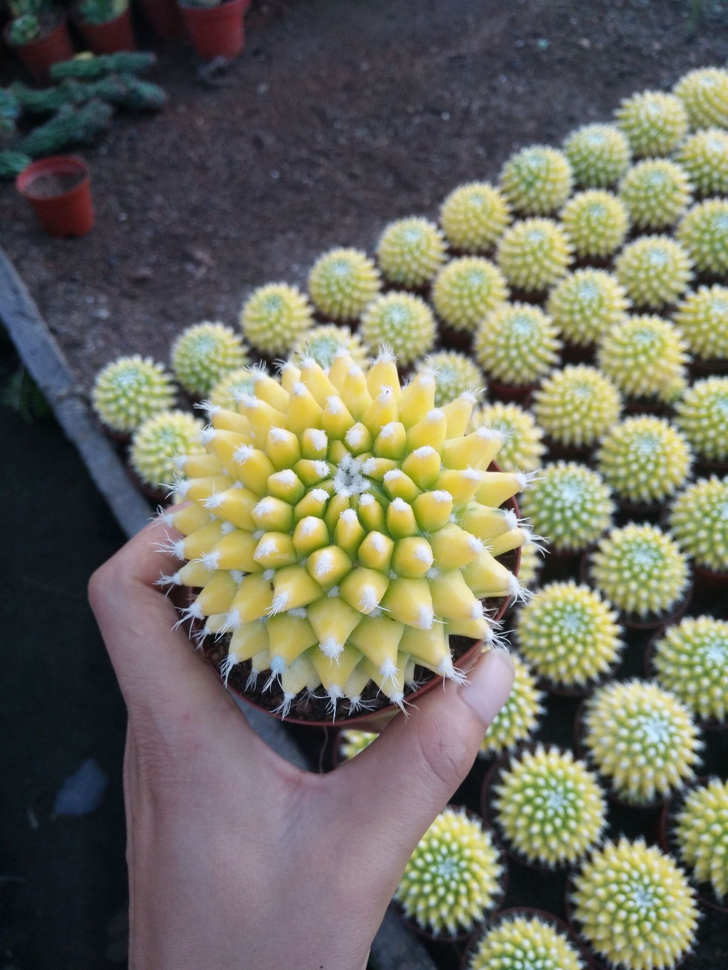 仙人球 批发   银春锦真锦  办公桌面绿植盆栽