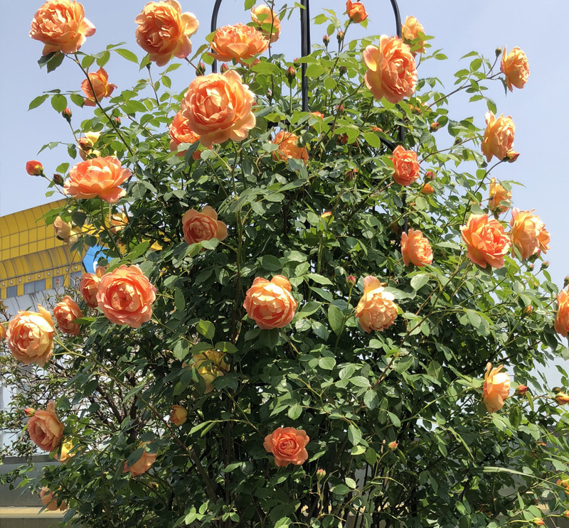 月季花苗批发夏洛特夫人藤本月季欧月品种带杯发货爬藤植物月季苗