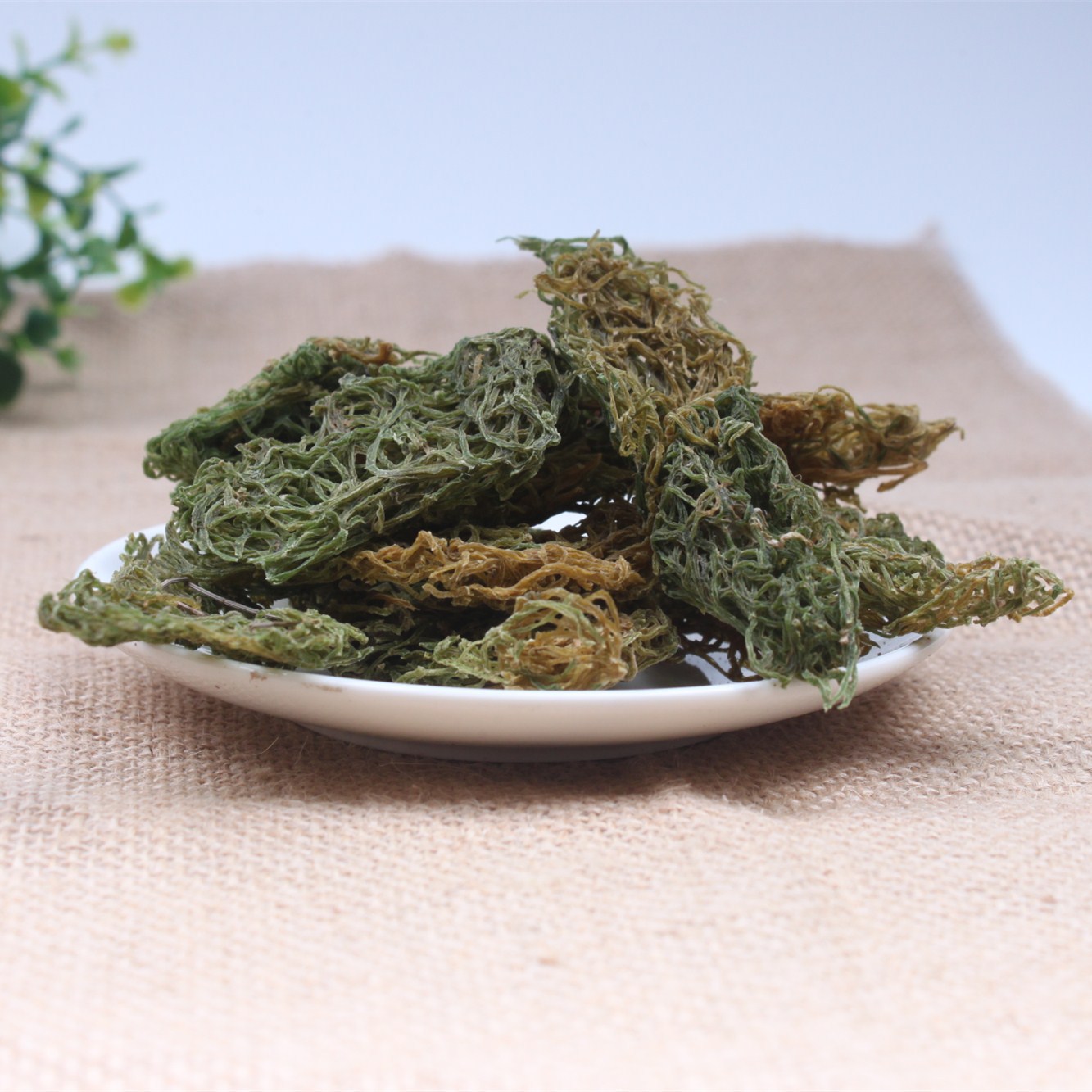 干货海粉挂面红海粉海珠海兔卵海兔子屎批发冷背奇海