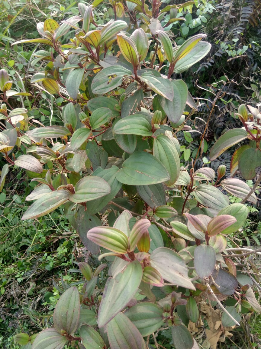 天然野生中草药