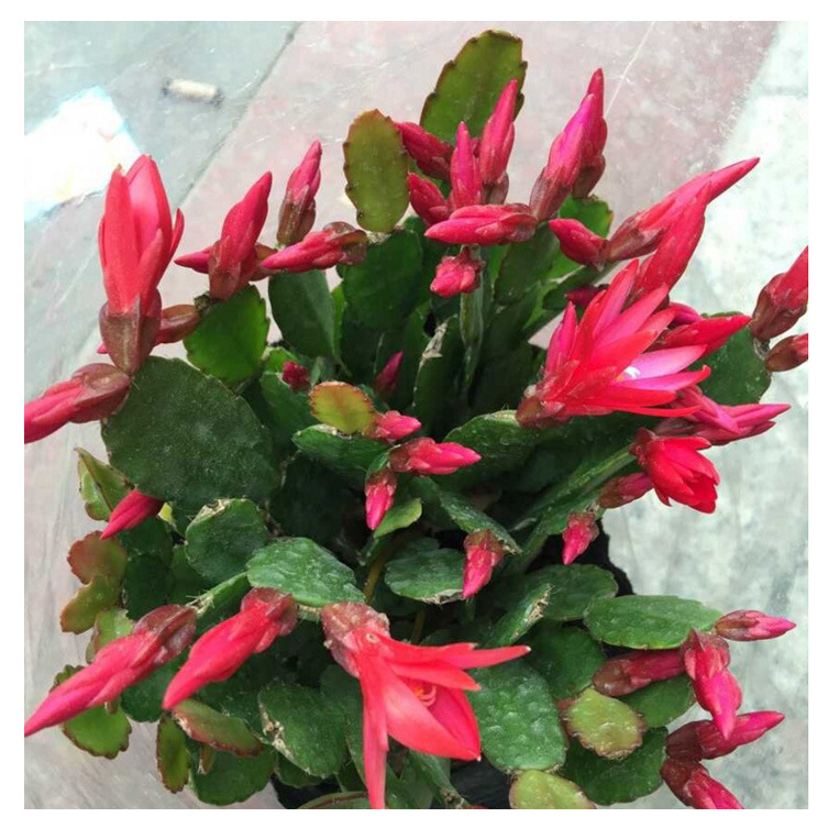 出售蟹爪兰盆栽 室内桌面多花多色多肉绿植 花期长耐干耐寒蟹爪兰