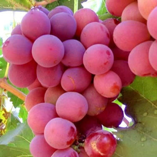 葡萄红色