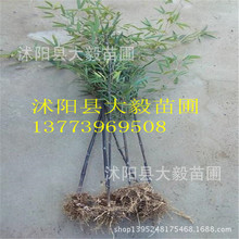 批发 紫竹苗  植物紫色  紫竹苗规格齐全