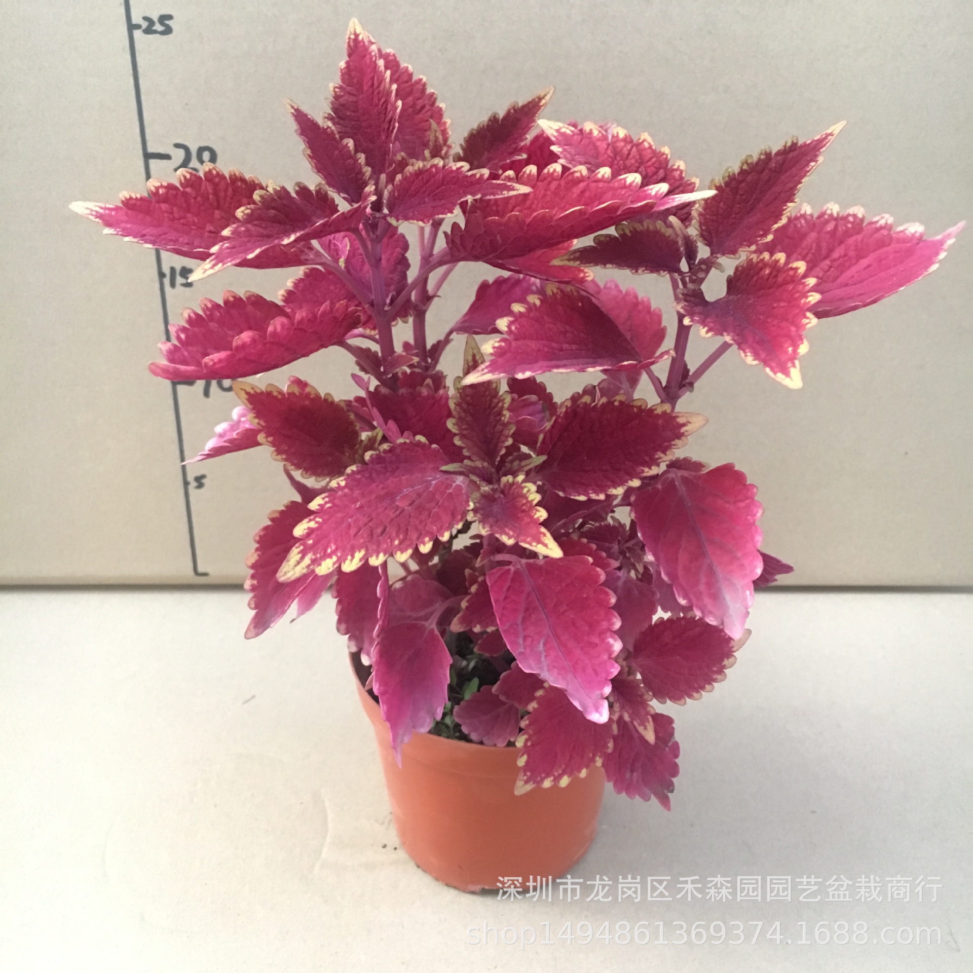 基地批发直销大红色彩叶草工程绿化植物墙喜阳耐寒观赏花卉盆栽