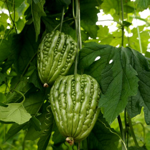 寿光蔬菜种子圆苦瓜种 室内阳台庭院盆栽水果袋装50粒