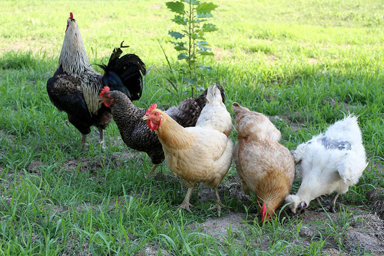 用什么菌渣发酵剂发酵菌渣饲料喂鸡长肉快