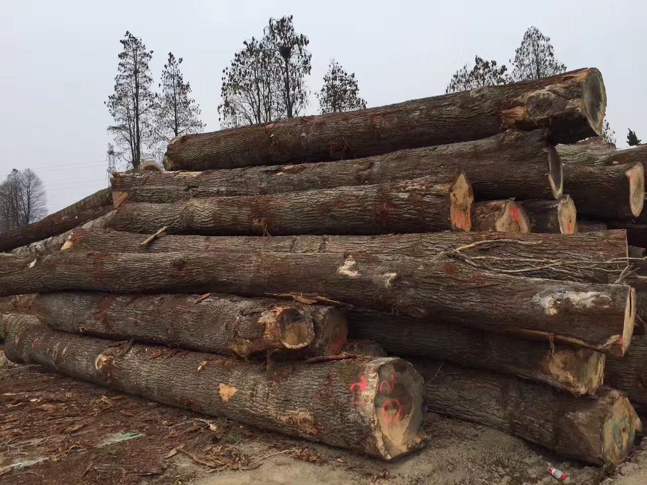 丽明木业 橡木(柞木) 刨切级原木 品质至上