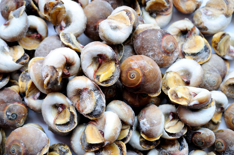 玉螺肉 香螺肉 海螺肉 火锅 自助餐螺肉 涮锅 酒店烧烤海鲜食材