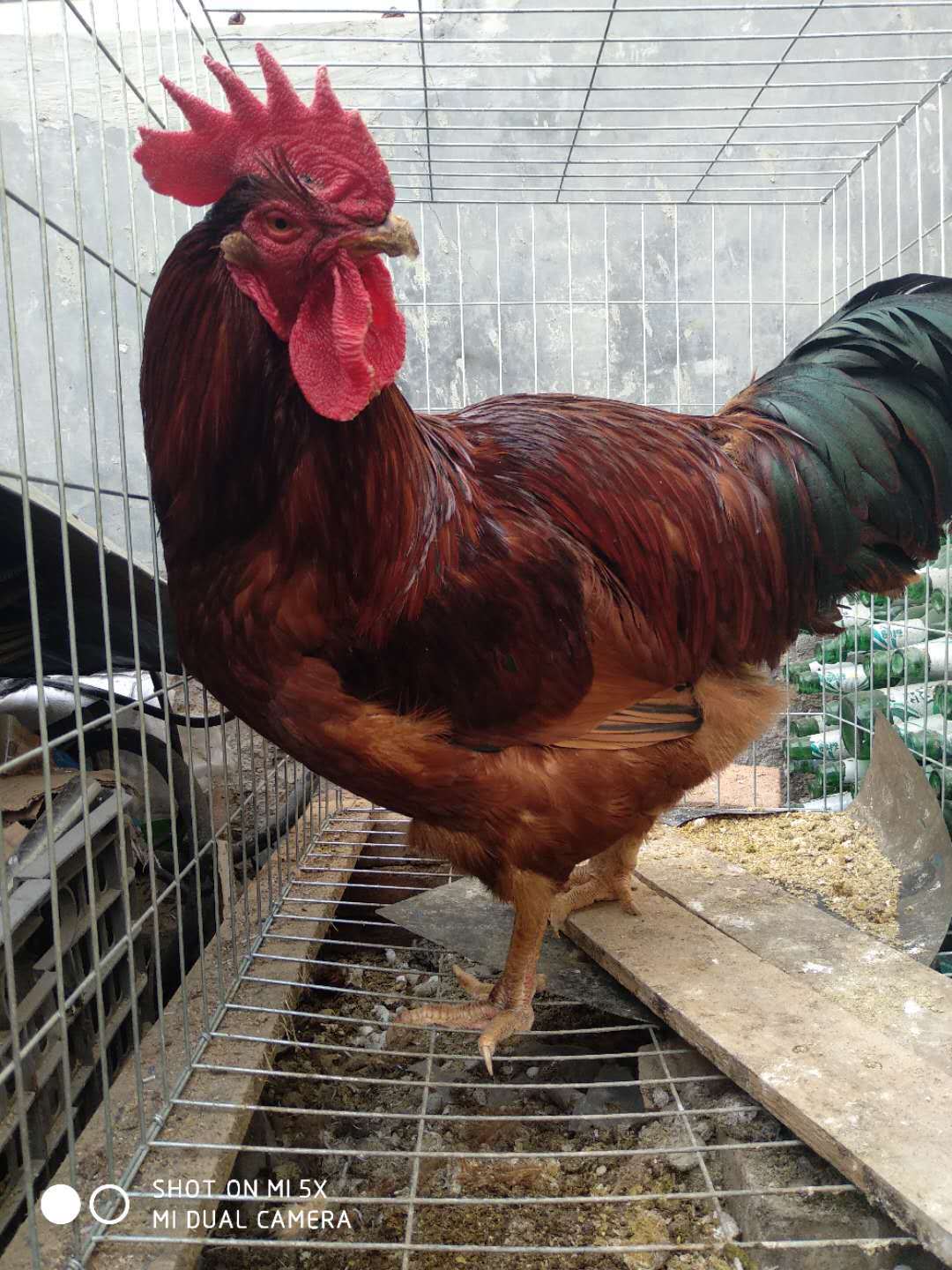 5成交0只鸡苗养殖 红玉鸡苗 九斤红鸡苗 大红公鸡苗孵化 安徽红公鸡苗